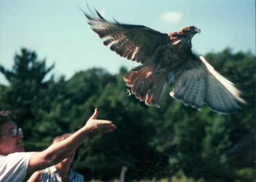 Red Tail hawk Release